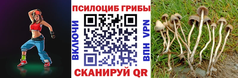 где купить наркоту  Тверь  Псилоцибиновые грибы Psilocybine cubensis 